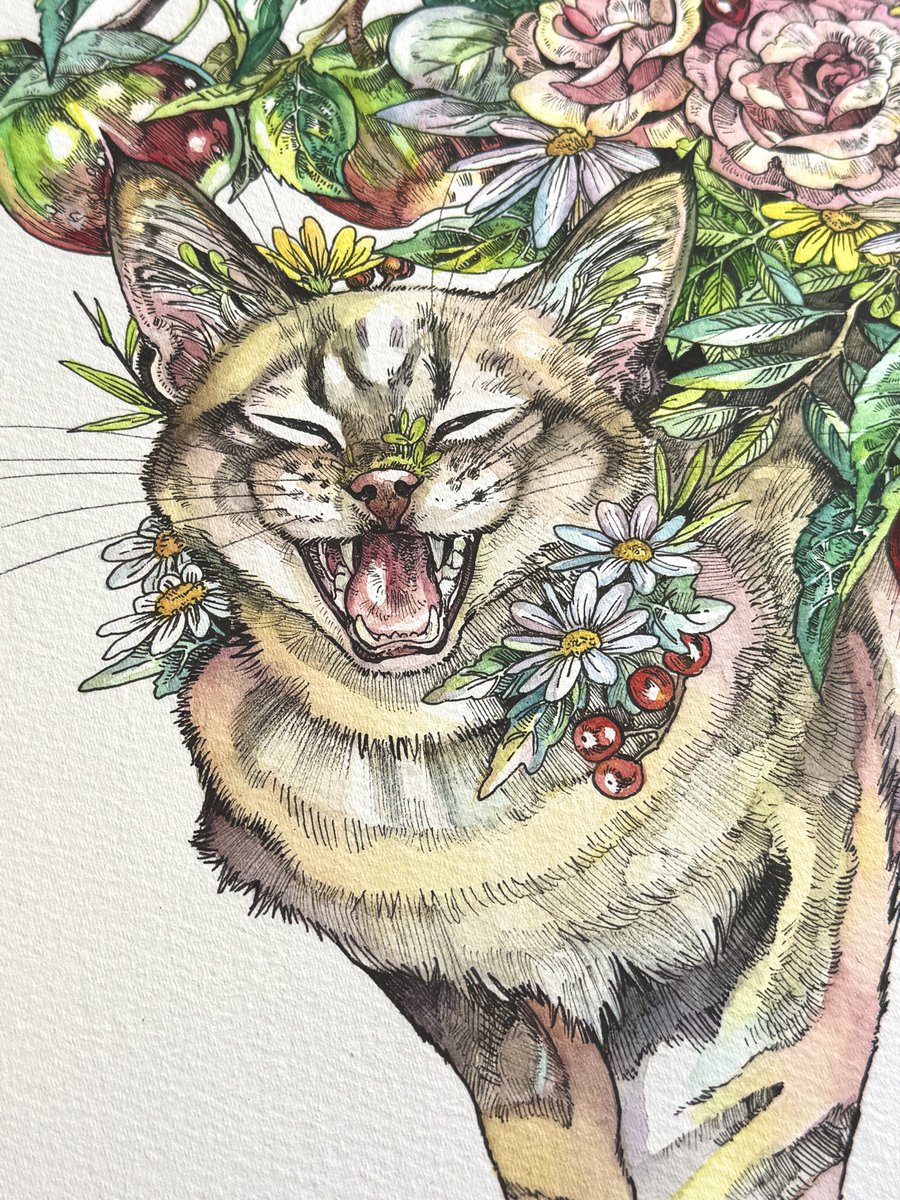 マツダケン　原画(タコ) マツダケン 原画(タコ)