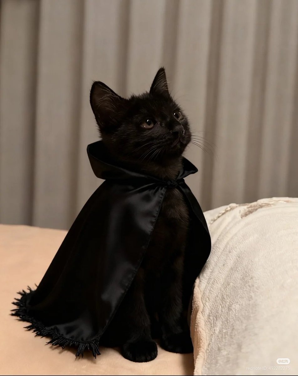 nocontextscats's tweet photo. Vampire 🧛‍♂️ https://t.co/5aAZwKpnCj