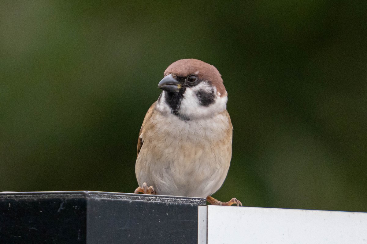 ダメラマン様T92 ztanuki on X