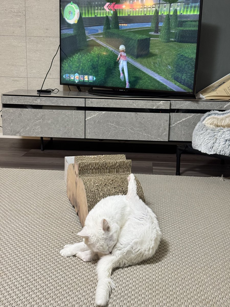 ハク様 (@hakusama0906) / Posts / X