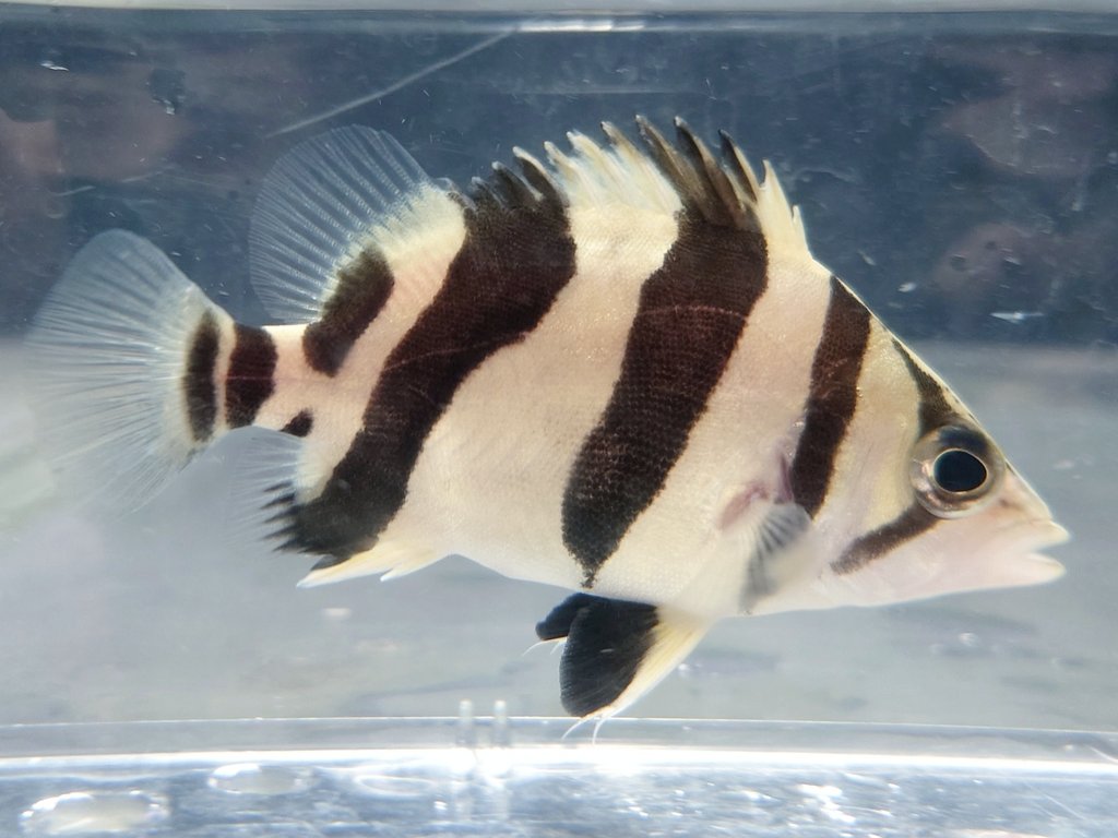 カンテツ水槽　ゆき Yahoo!オークション -「アクリル水槽 カンテツ」(水槽) (魚、水草)の