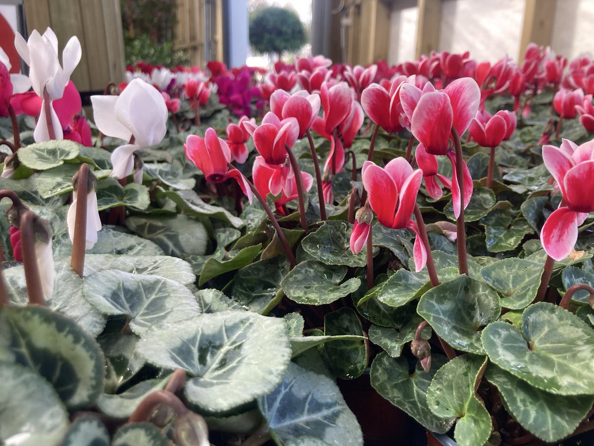 Callum Watson tweet media