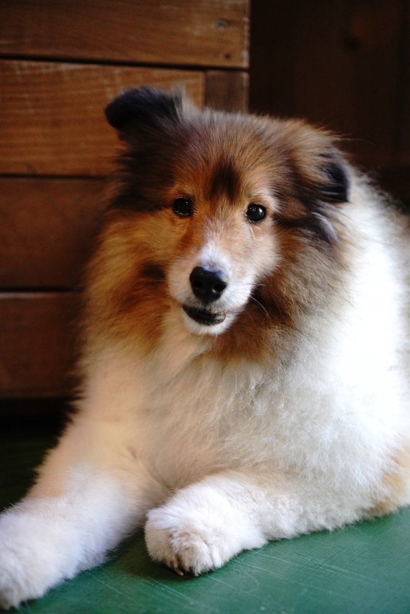 帰宅……へろへろーん
みんなも疲れたよね。いっぱい遊んでくれてありがとうね。また会いにいくね！