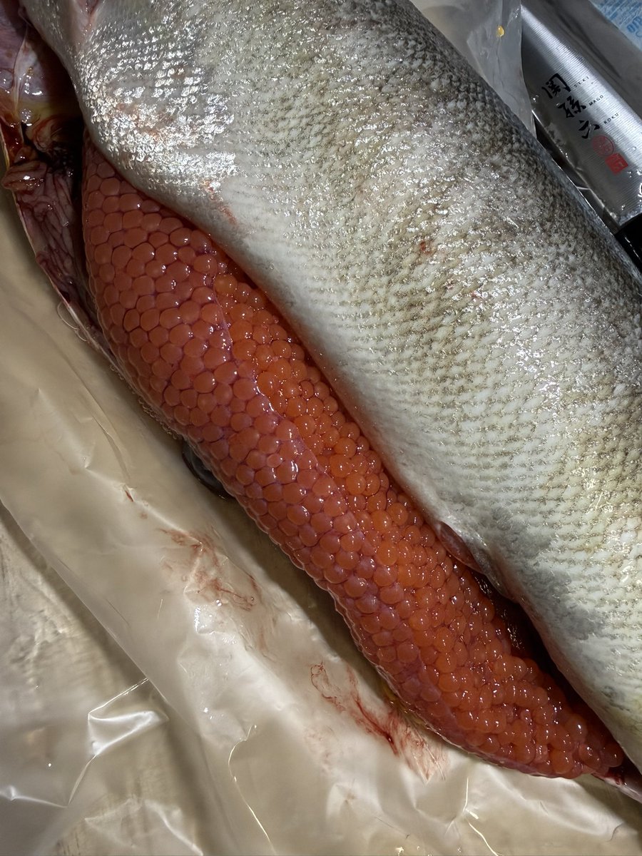 さかな 9/1 さかな 9/1 さかな ZX太刀魚 | 株式会社ベイシックジャパン