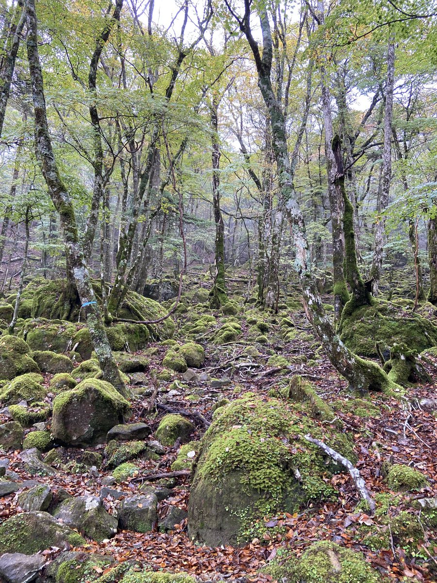 ShibukiTaki's tweet photo. 雨の西大台
紅葉は、今ひとつ、時期は合ってた
が、暑さのせいか、十分に色づく前に
枯れてしまっている様です。
でも、雨と紅葉、綺麗な川の水
癒された。 https://t.co/PDUu9lDpme