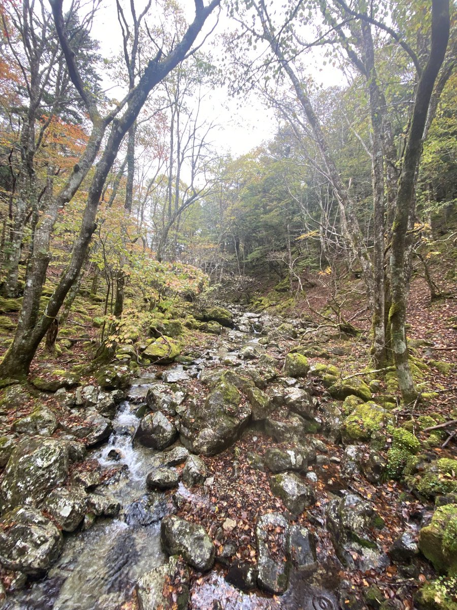 ShibukiTaki's tweet photo. 雨の西大台
紅葉は、今ひとつ、時期は合ってた
が、暑さのせいか、十分に色づく前に
枯れてしまっている様です。
でも、雨と紅葉、綺麗な川の水
癒された。 https://t.co/PDUu9lDpme