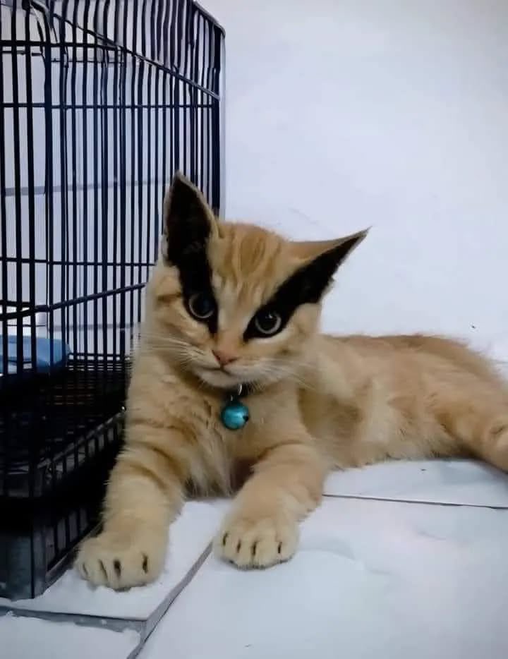 AuraWithCat's tweet image. too much eyeliner
