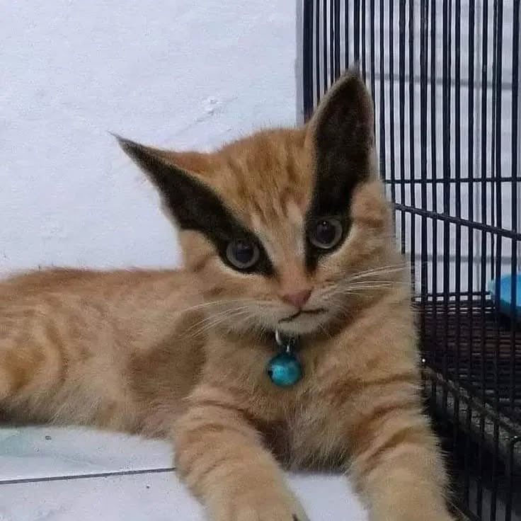 AuraWithCat's tweet image. too much eyeliner