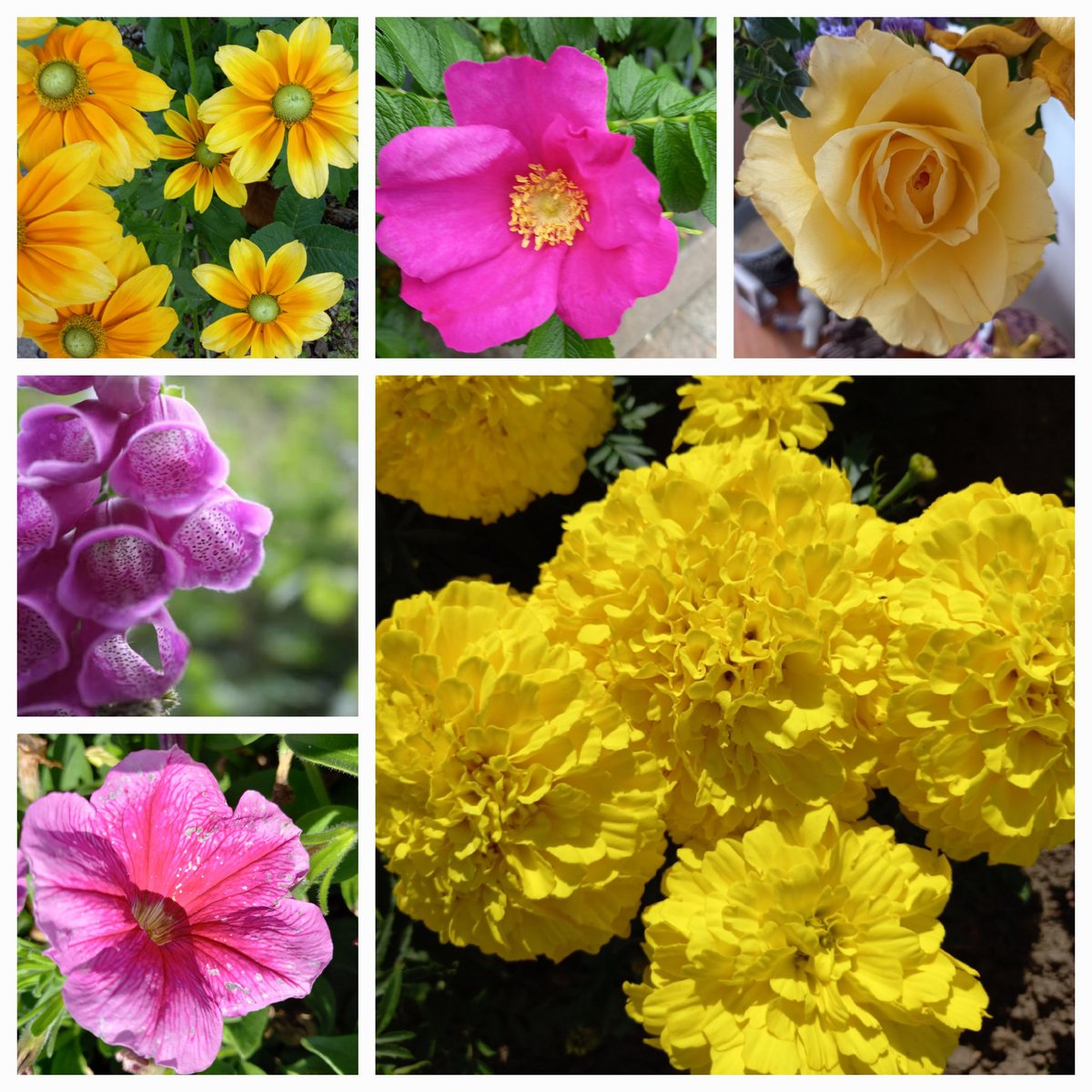 #SixOnSaturday yellow and pink for this week!