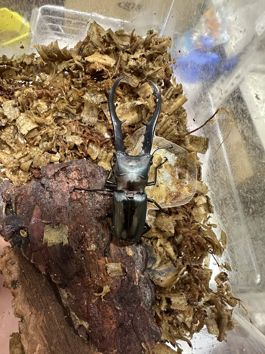 Maaaページ ま〜すん。MD on X