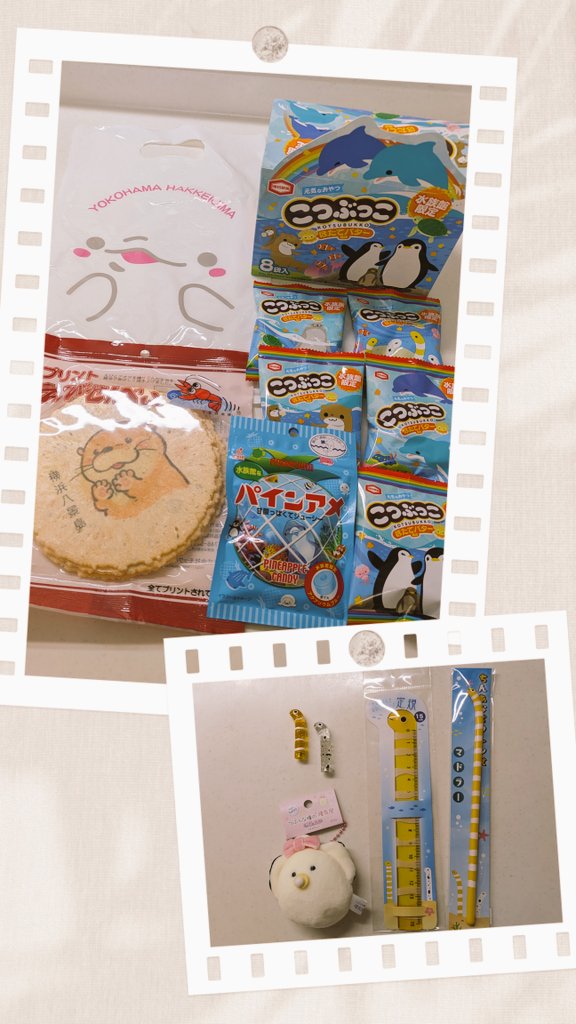 まめちゃん。 柴犬🐾まめちゃん❤️ on X