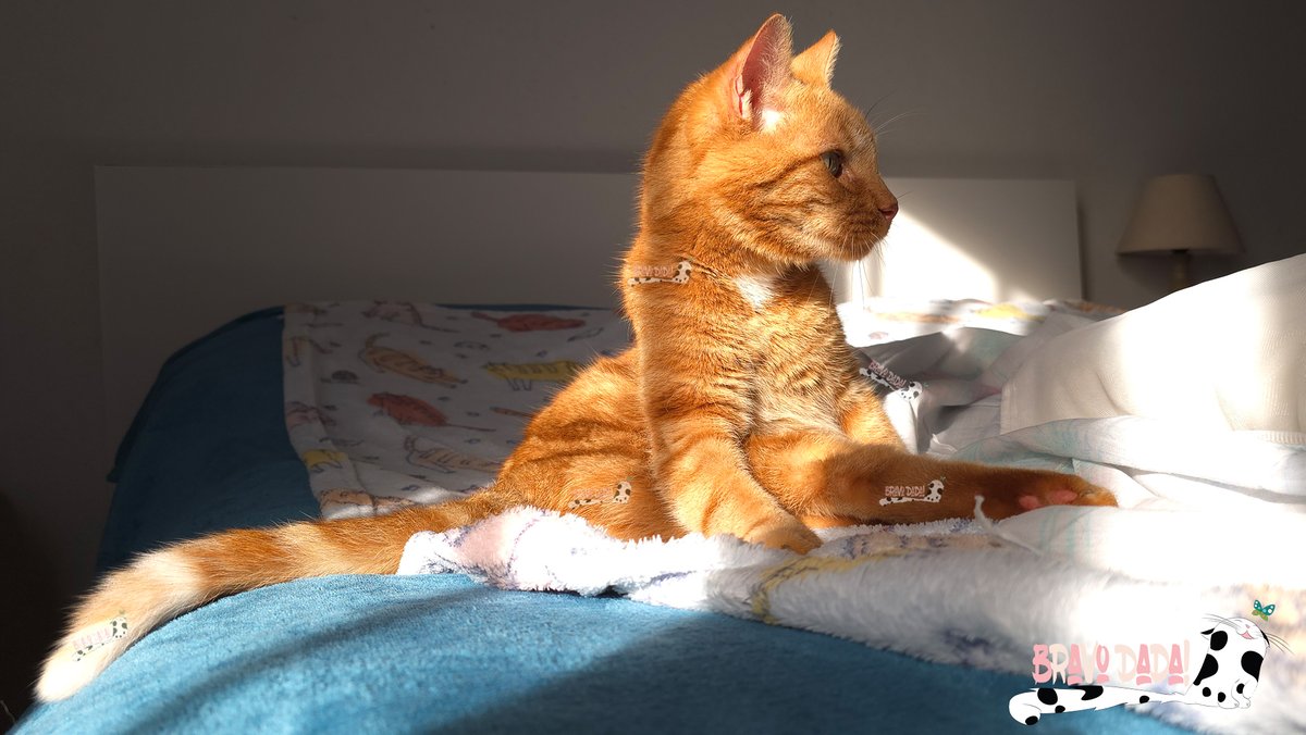 <a href="/marmybelle/">Sandi Leonard</a> Roman is such a cutie! 😻 Thank you, Sandi. Happy #Caturday, my dear friend! 😊👋🐾🐈🐈‍⬛💕