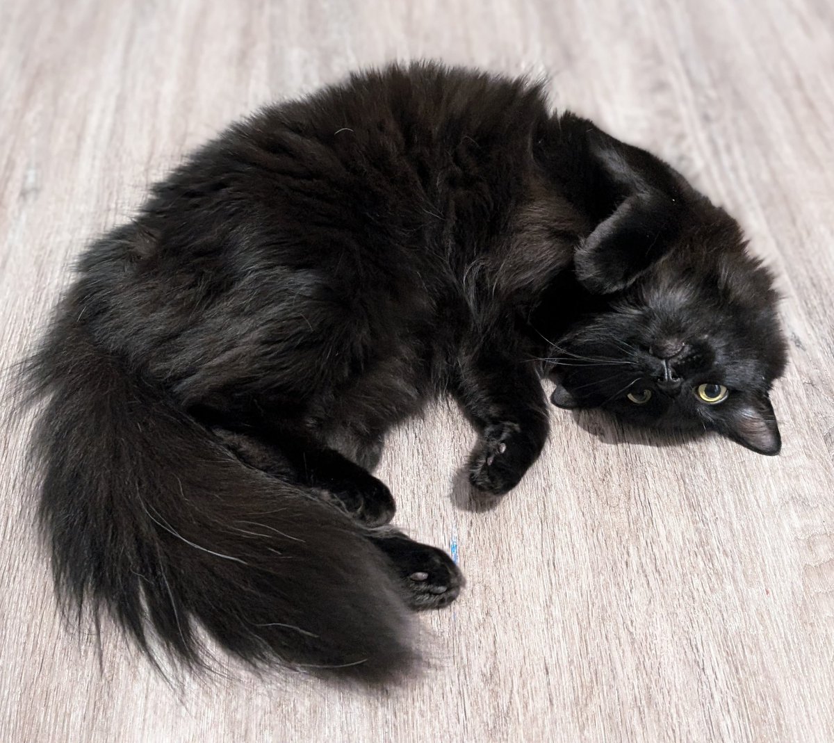 黒猫のベアモアと飼い主🇦🇺 (@bearmoablackcat) / Posts / X