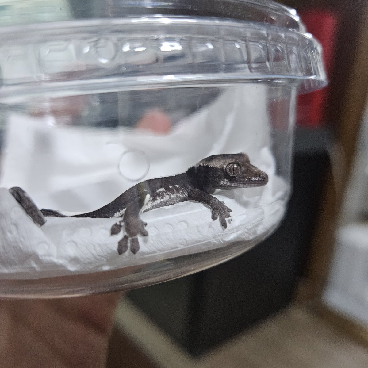 우리 현무 사이버 이모 할 사람