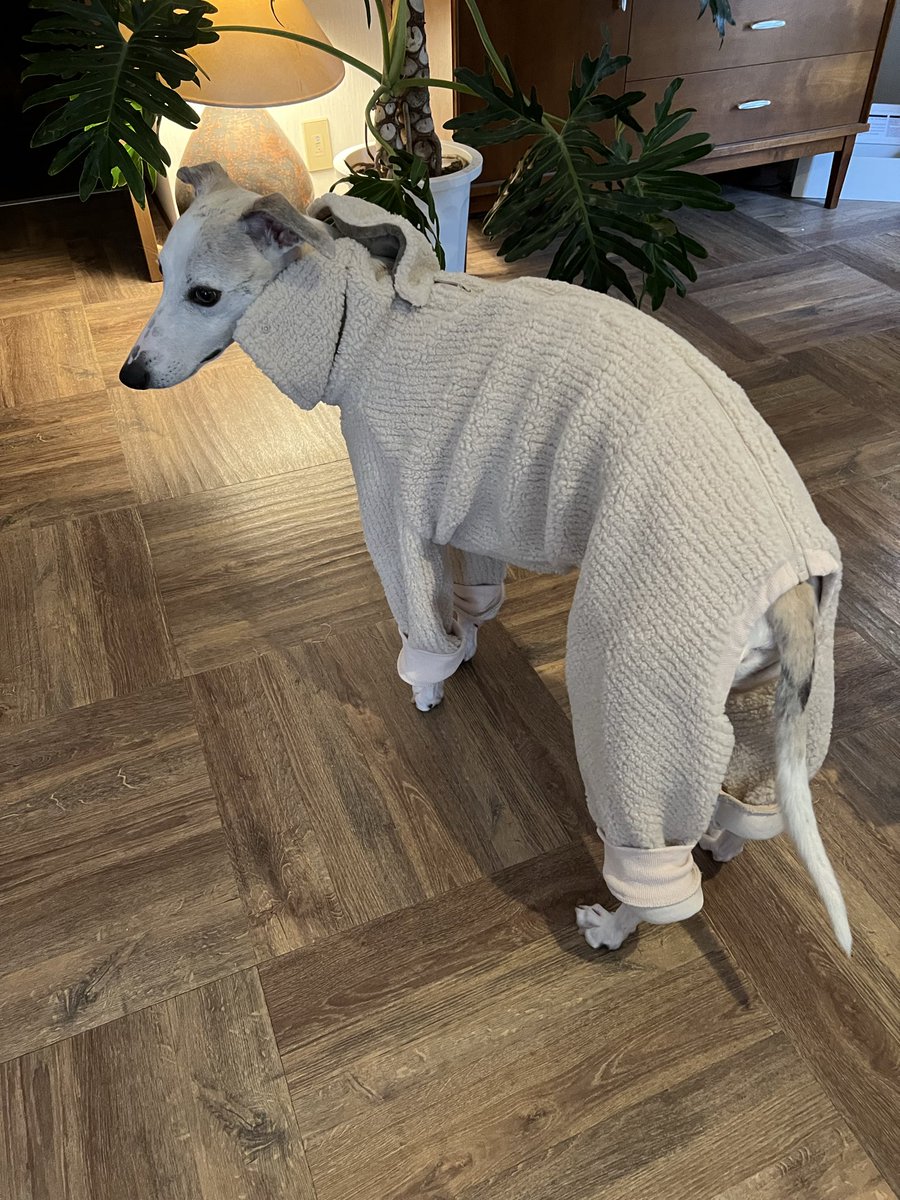 uky_t's tweet image. 新しい冬服が買えた🐶
#ウィペット #SIVI