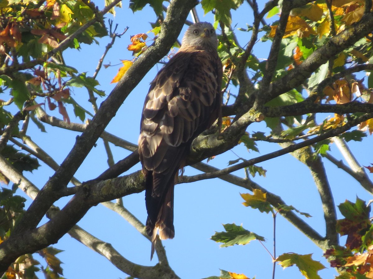 A year now into a new house, only had two birds that I never had visit the old smaller garden so far.
A Mistle Thrush in the summer was a new garden tick for me and then this last week.