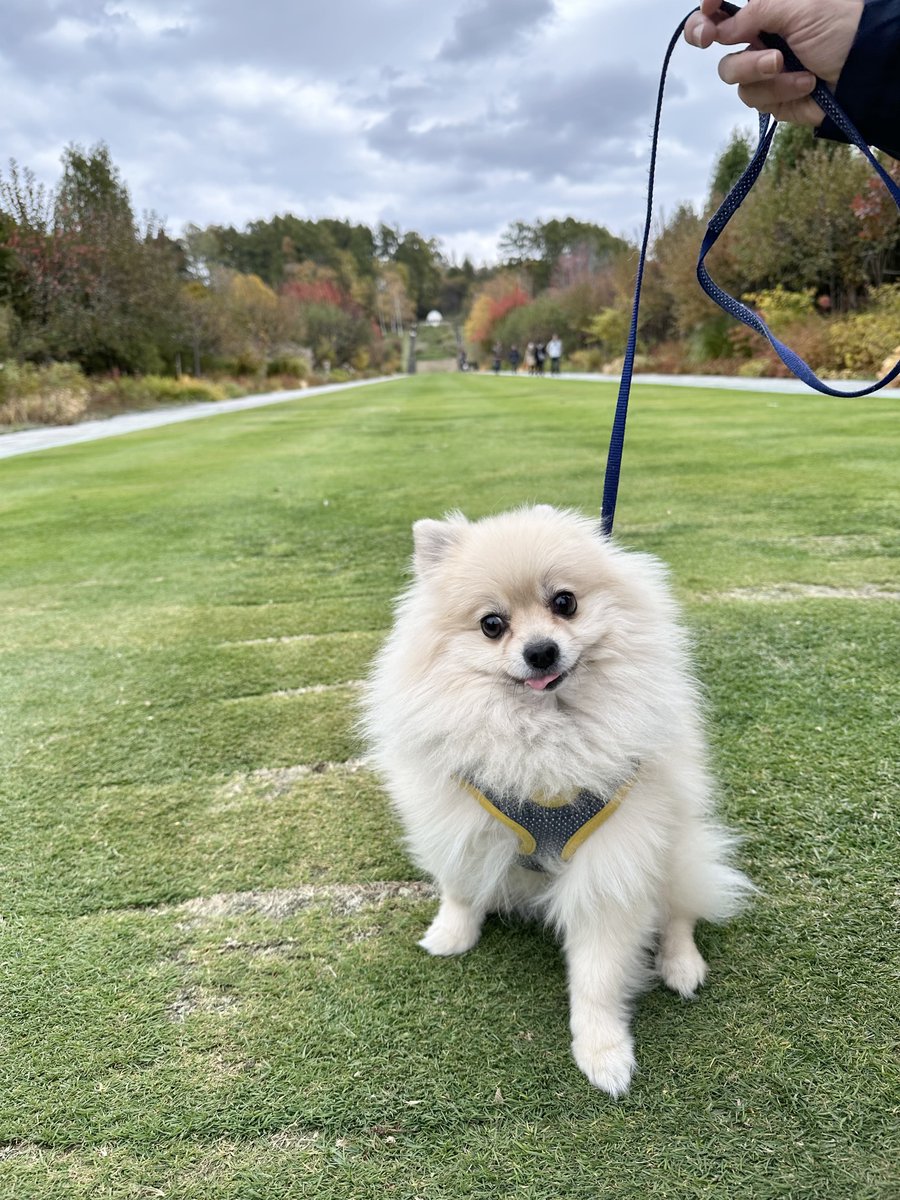 🐶コキアっていう
　赤い草いーっぱいあるところ
　行ってきたよ🎶
　広くて楽しかったー✨
#ポメラニアン