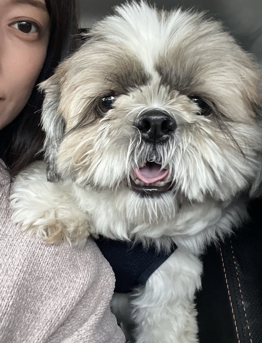 大きいシーズーたぬきち (@tanuki20200215) / Posts / X