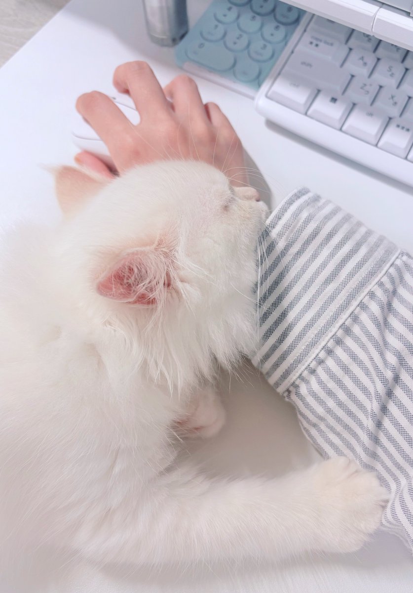 俺が守るよ…😭😭🫂🐱💤