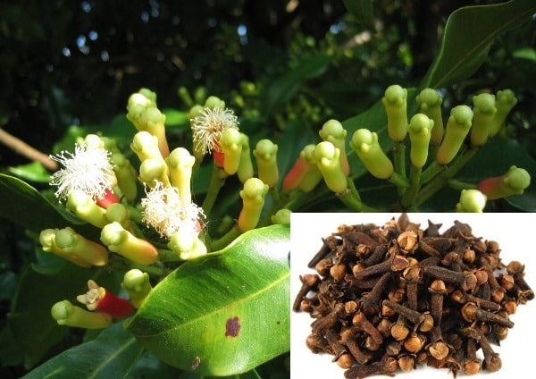 STEP-BY-STEP GUIDE TO CLOVE CULTIVATION: A BEGINNER’S GUIDE TO GROWING THE GOLDEN SPICE

Clove, scientifically known as Syzygium aromaticum, is one of the most valuable spice crops in the world. Known for its strong aroma and medicinal properties, clove plays a major role in the