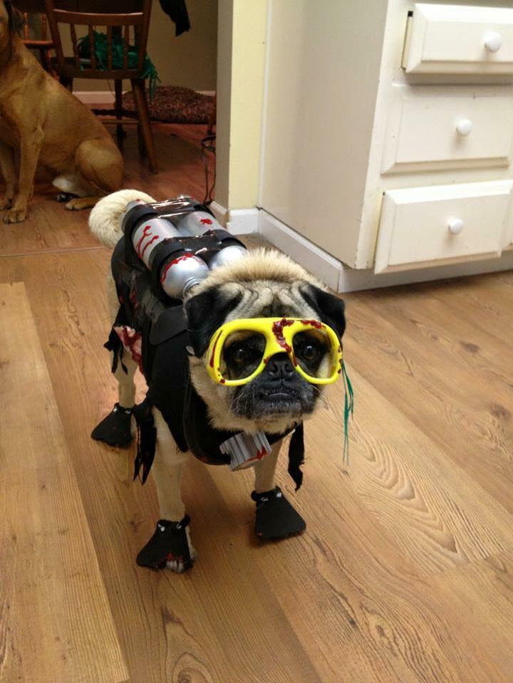 chuckthepug_ctp's tweet photo. Halloween is almost here. Time to pull out photos of Chuck the Pug (senior and junior) and his friends wearing different Halloween costumes🎃🐾❤️ #pugmommy #pugdaddy #pugs #seniorpug #pug #puglicious #puglove #lovepug #puglife #pugstagram #dogs https://t.co/CC4D6rz6z8