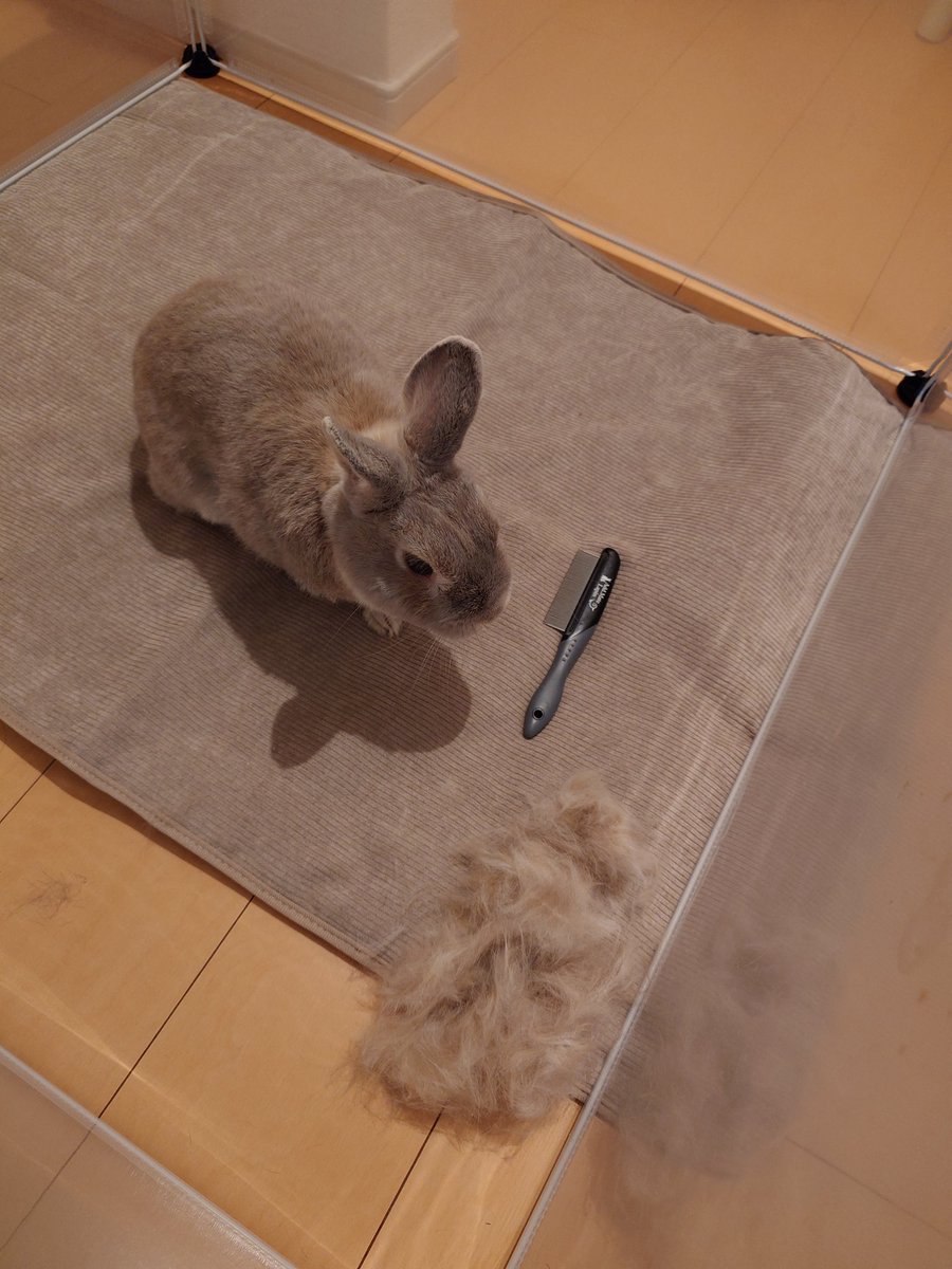 halotantan's tweet photo. お久しぶりです。
引っ越しなどで忙しくしていました。
急に寒くなり換毛が激しいうさぎさんおいておきます。 https://t.co/UljhWEO2Hv