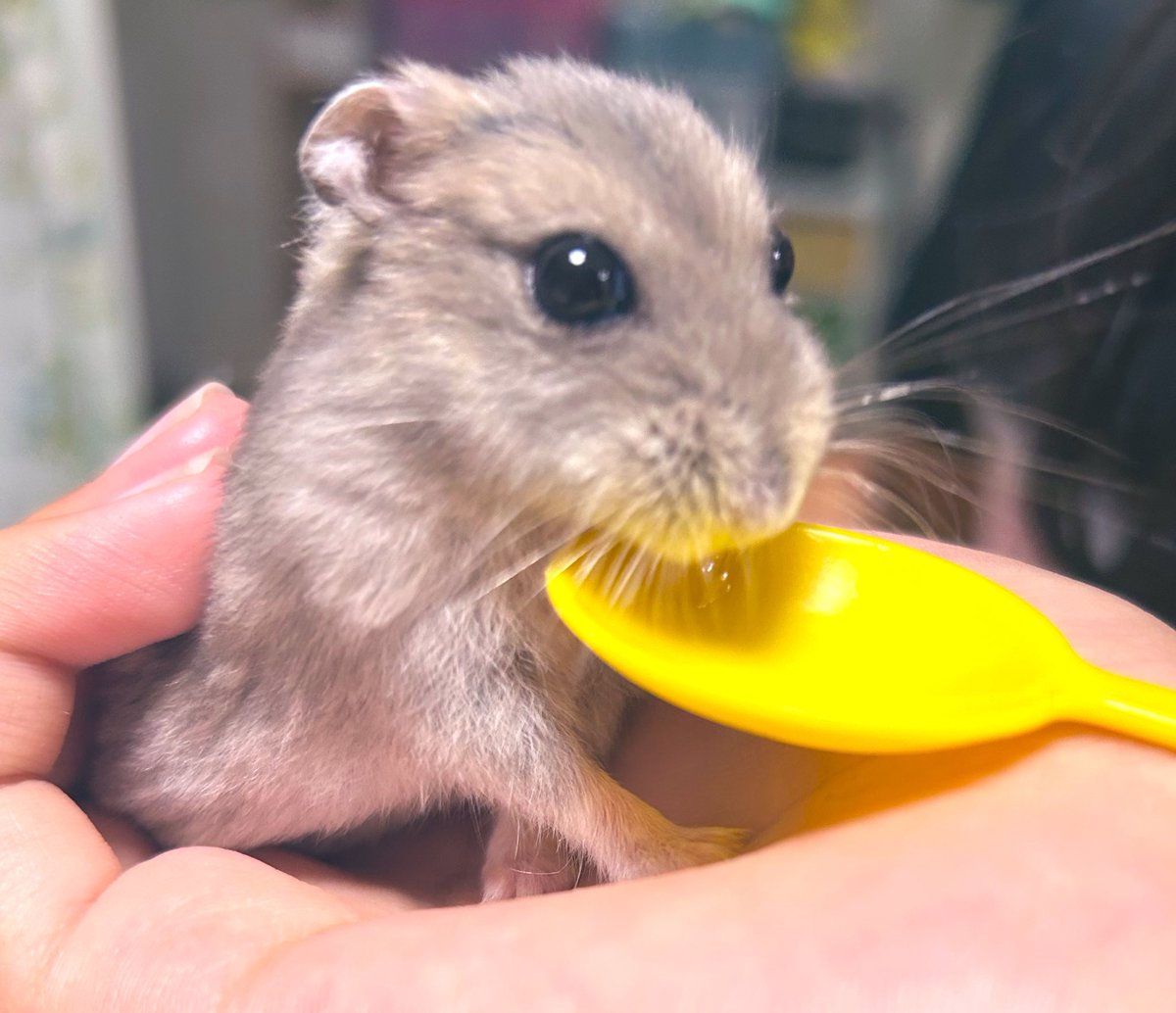 なか👧👧🐹 (@M0ig2THmgmXs9eE) / Posts / X