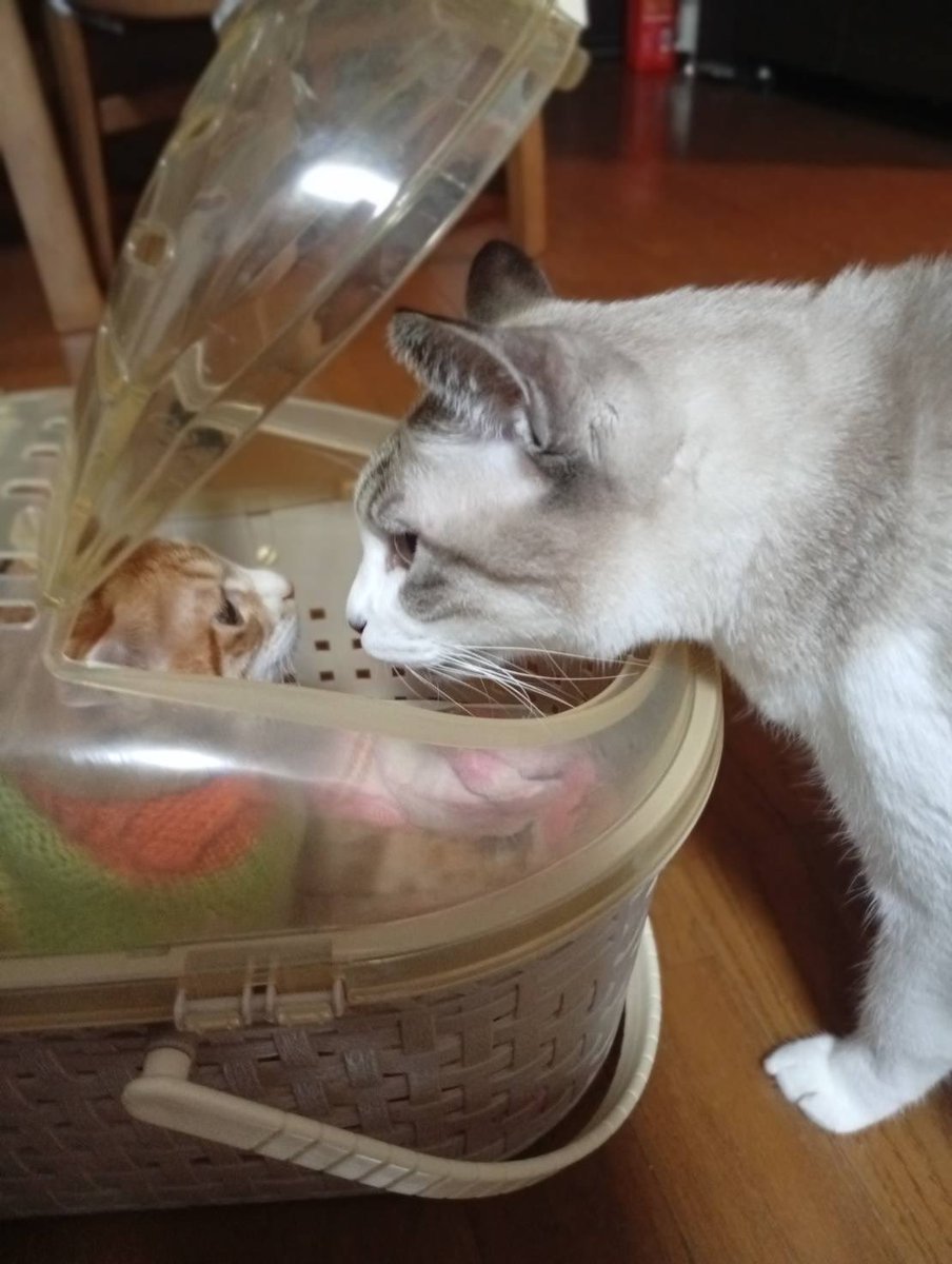 猫先輩 15年前、実家のポストの中に子猫の兄弟が2匹、置き去りにされていまし