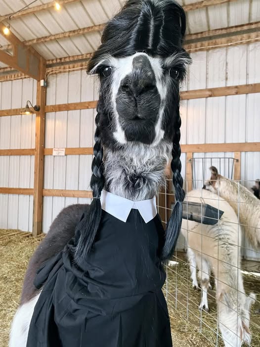 #MyTopicalHalloweenCostume Wednesday Adams