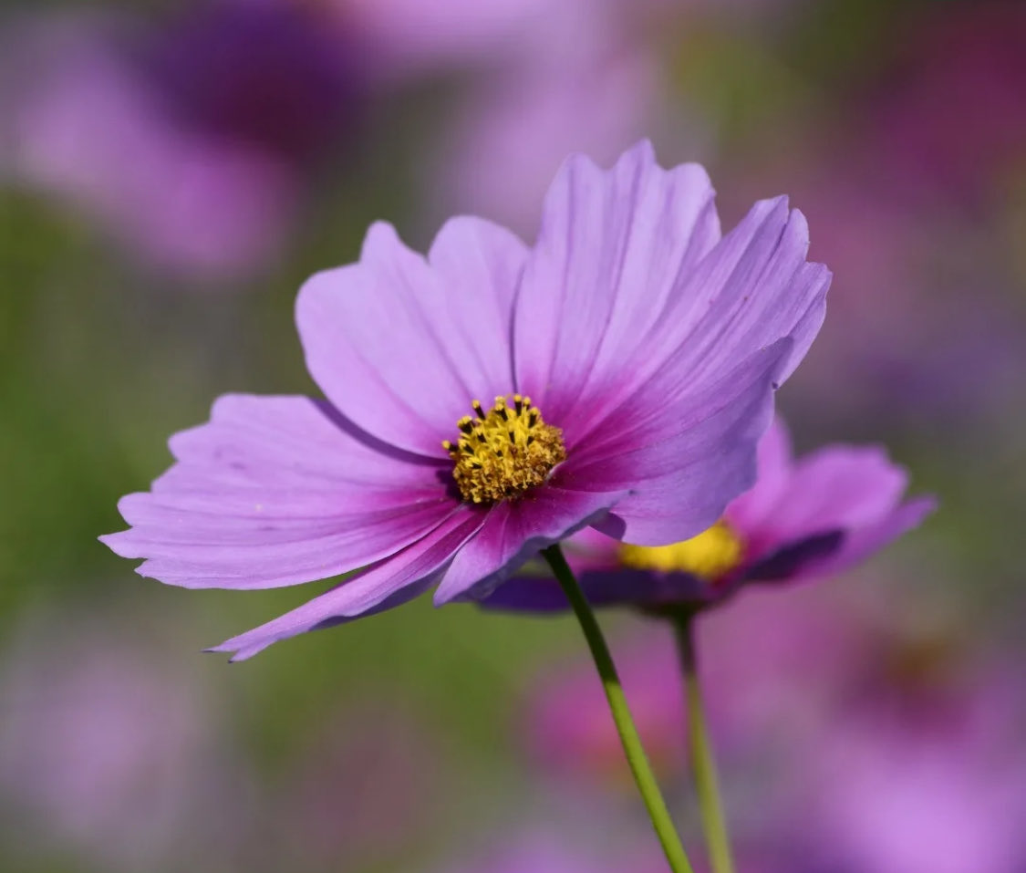 David Cindy (@ci73788718cindy) on Twitter photo 