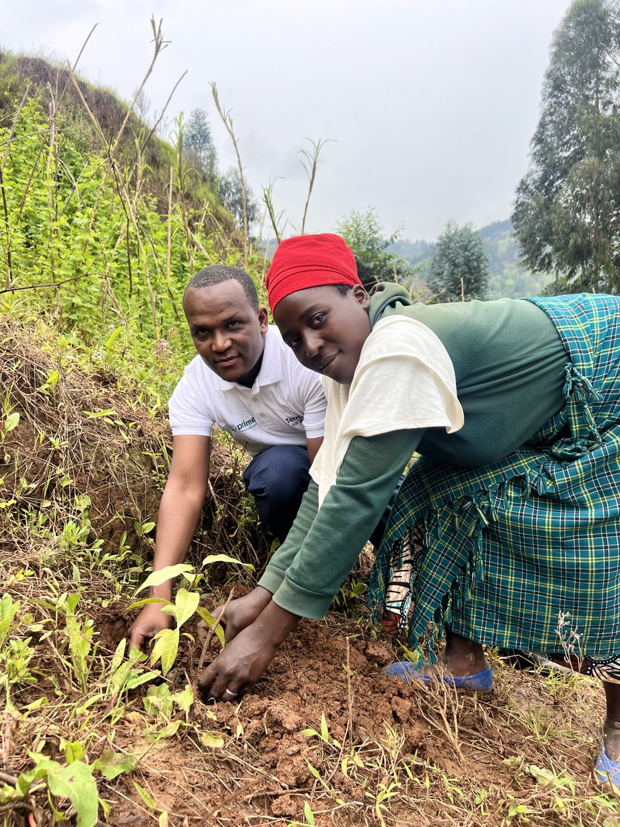 primebc1's tweet photo. During Umuganda in Rubavu, we are officially launching the 2025 tree planting season under Nurturing Indigenous Trees and Young Minds in Rubavu and Rutsiro, with a target of 140,000 trees to restore degraded landscapes and promote indigenous species. The Director of the Agriculture and Natural Resources Unit for Rubavu District emphasized the importance of active participation from everyone while the Executive Director of PBC reminded us that planting is good, but growing them is the real goal.