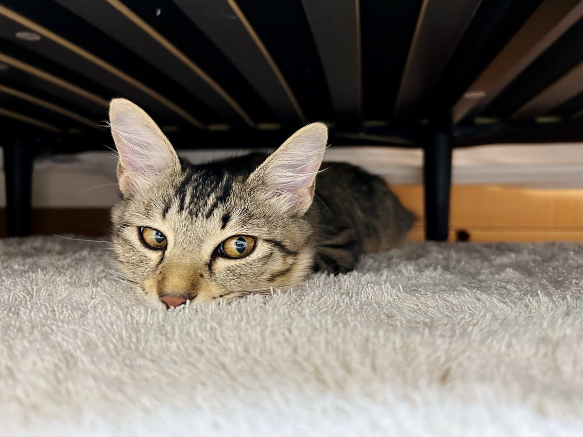 見返り猫美人　Cat Beauty looking back 見返り猫美人 Cat Beauty looking back What's the reason for the