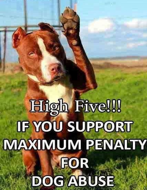 BestinDogs's tweet image. Always! ❤️