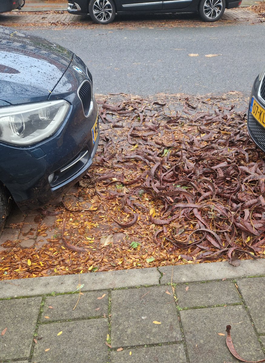 PeterDellen's tweet photo. @Gemeente_Zwolle zouden jullie het bladafval en de schillen aan de Brederostraat willen opruimen. Dank jullie https://t.co/IT09MOr4KG