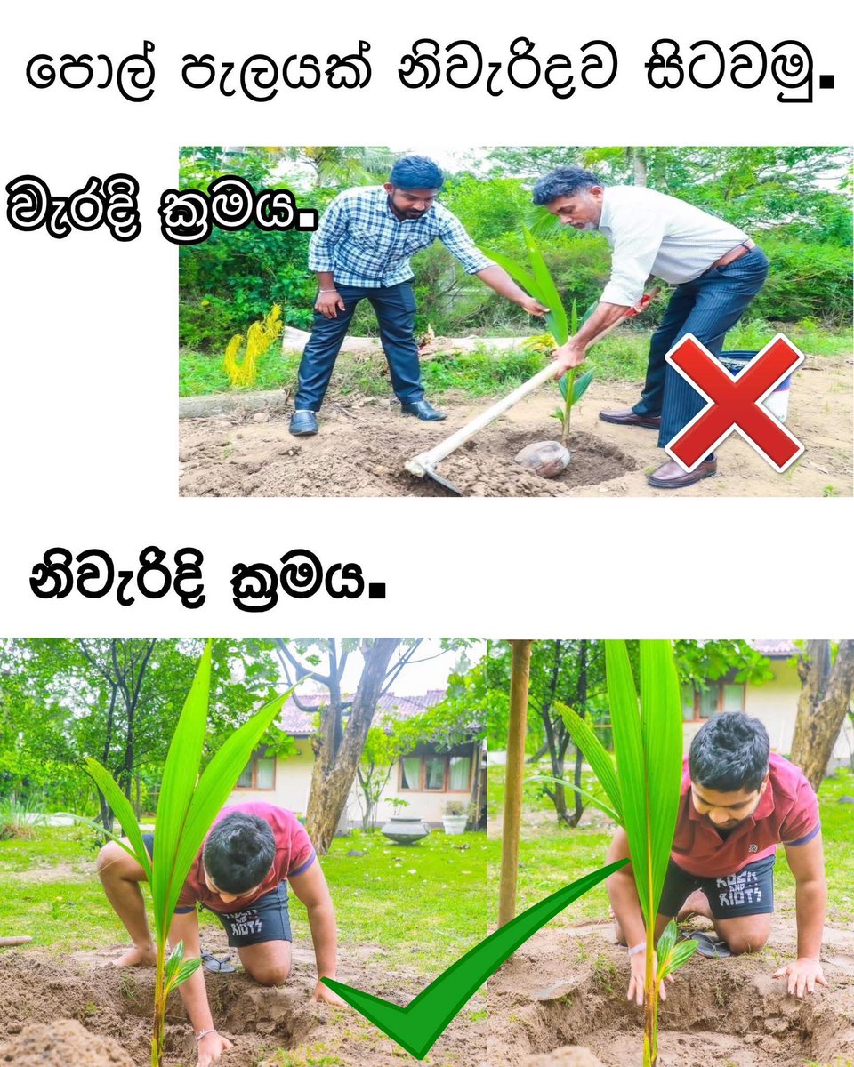 පොල් පැලයක් හිටවද්දි වල ටිකක් ගැබුරට කපන්න ඕනේ තමා 🤷‍♂️

#පොඩ්ඩක්කල්පනාකරලාබලන්න