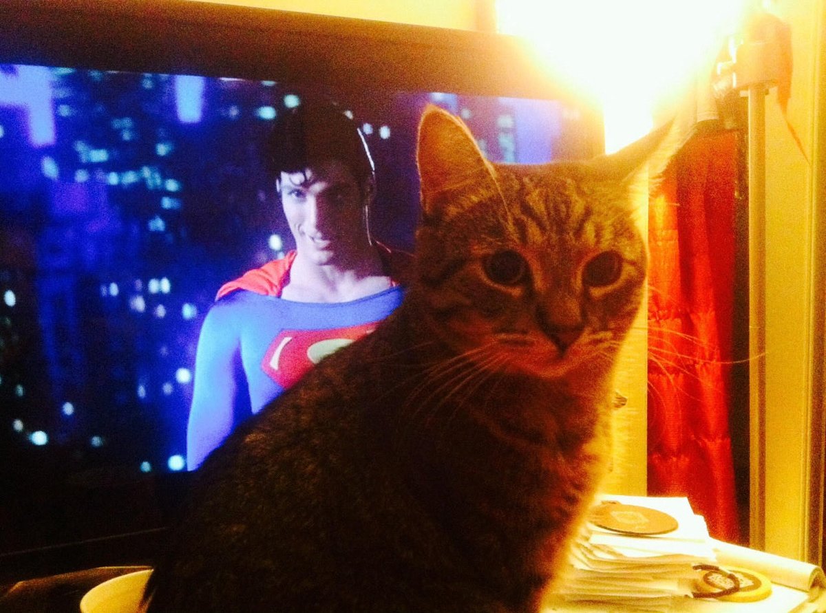 Hanna Nielson (@hannaswork) on Twitter photo Lilu spent 20 min figuring out that, no, she couldn’t crawl inside the tv to be with Christopher Reeve. Her crush on Daniel Craig forgotten. Her ear cocked, listening to the sound of his voice. Hopeless romantic trapped in small furry body. #rip #caturday #tbt Lilu spent 20 min figuring out that, no, she couldn’t crawl inside the tv to be with Christopher Reeve. Her crush on Daniel Craig forgotten. Her ear cocked, listening to the sound of his voice. Hopeless romantic trapped in small furry body. #rip #caturday #tbt