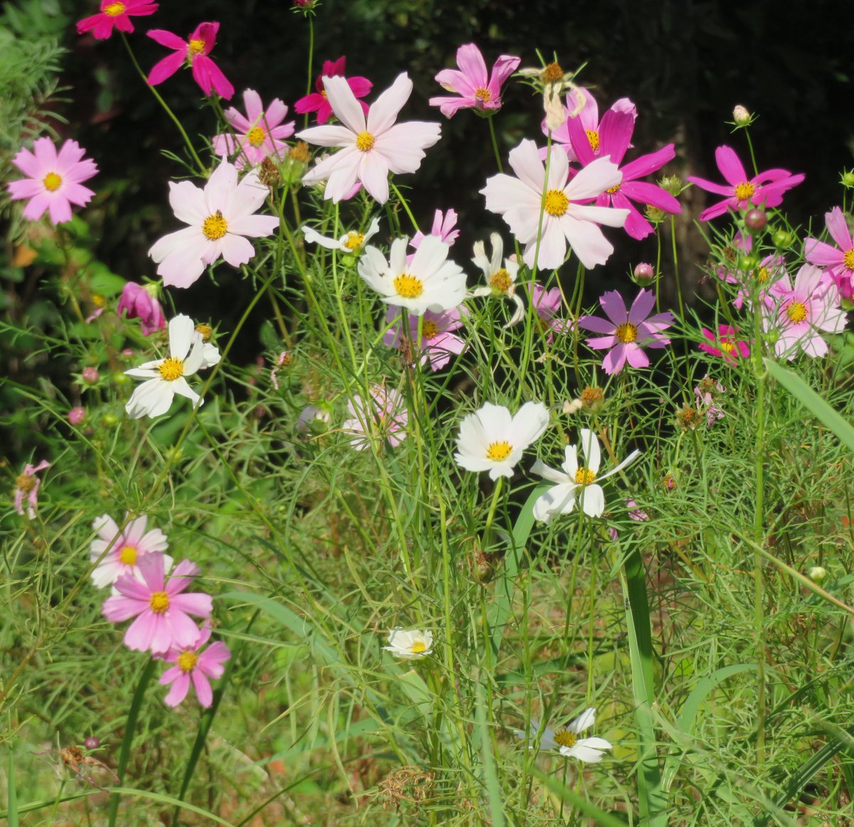 *YUYU・植物とアート♡*専用 YUYU・植物とアート♡*専用 ゆ ◜. ̫.◝ on X