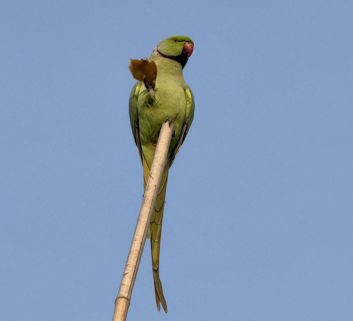 Tweet media one