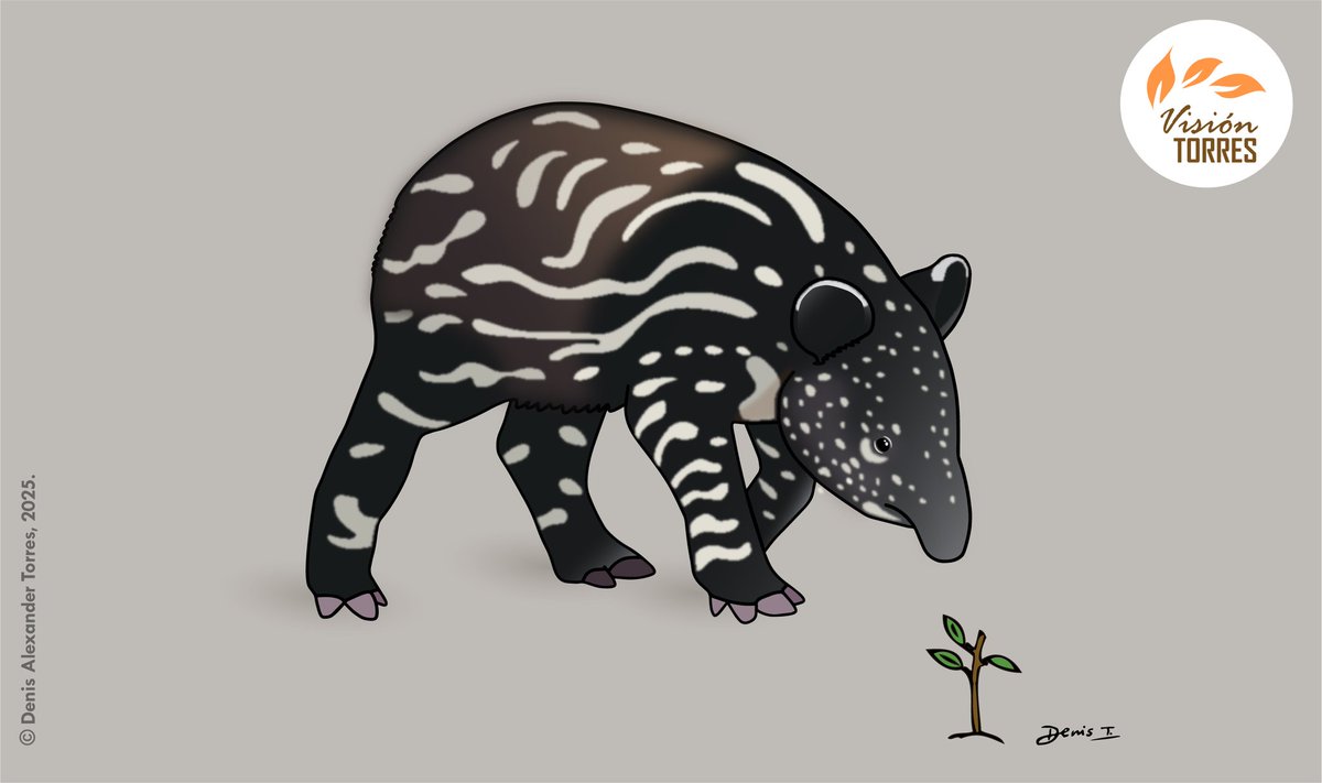 Hice esta ilustración minimalista del fascinante Tapir asiático o malayo (Tapirus indicus) para la iniciativa de educación ambiental "La Casa del Tapir".

#lacasadeltapir #asiantapir #tapirusindicus #cipan #malayantapir #educacionambiental
