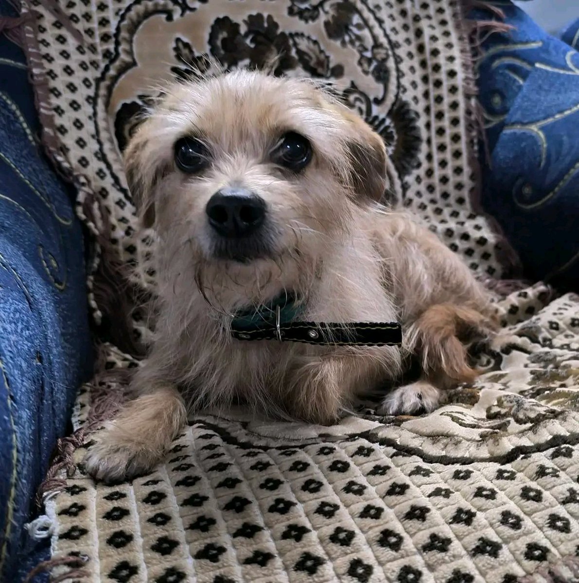 Над нею знущався хазяїн..бив і ображав...
Маленька Буся, вагою 7 кг 

Терміново шукаємо дім або перетримку , від паразитів оброблена.
Людина яка її врятувала готова сплачувати перетримку і витрати для Бусі !
Будь ласка відгукніться хто небудь 🙏
Наталія +380960099774