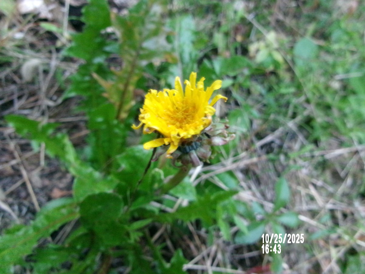 のりちゃんページ のり on X