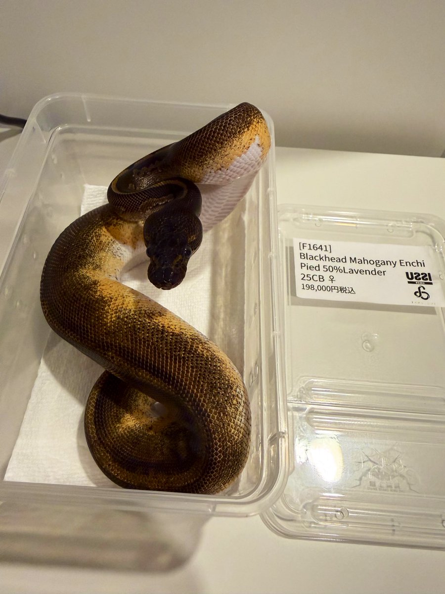 USSI_OSAKA (@USSI_OSAKA) / Posts / X