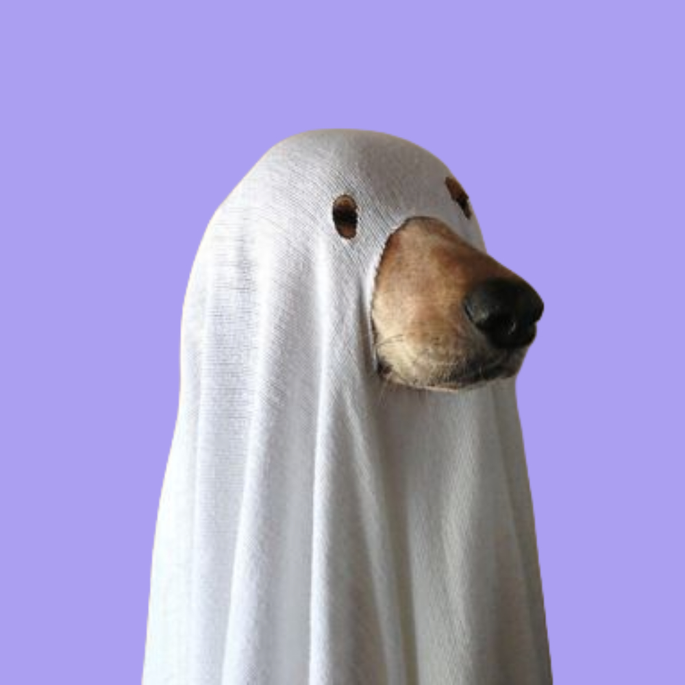 Melo100x's tweet photo. Here's why $phantom is the perfect halloween mascot

Phantom literally translates to ghost, which is the essence of halloween

We use phantom wallet every day to trench, it's hiding in plain sight

It's a cute dog wearing a ghost sheet, i mean how cute is that? https://t.co/UadzyBfL4D