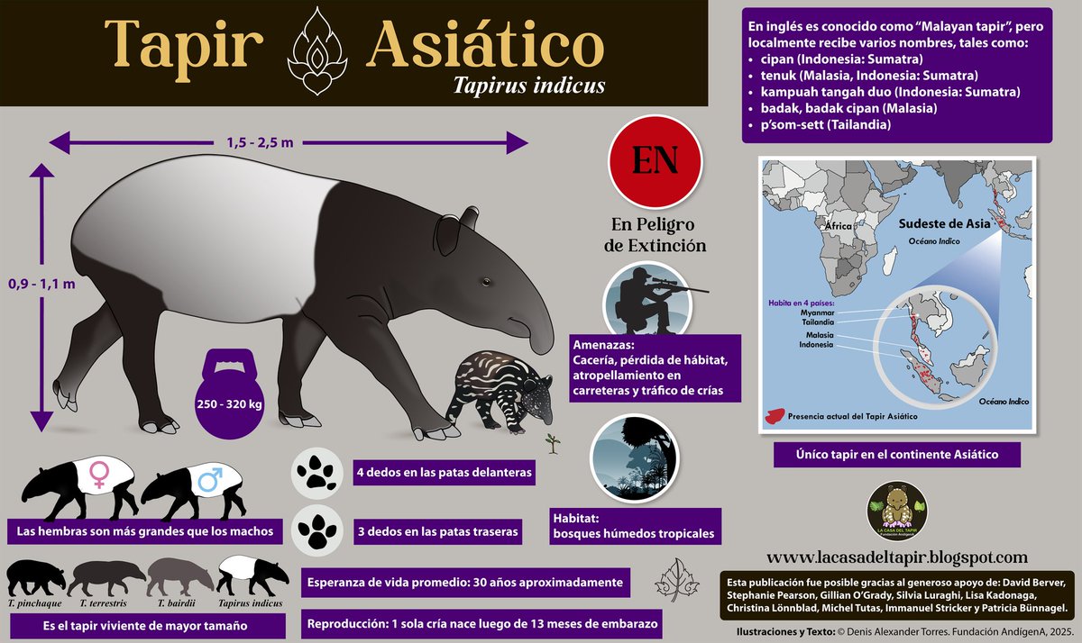 Estás ilustraciones y diseños los hice para la iniciativa de educación ambiental "La Casa del Tapir".

#visiontorres #lacasadeltapir #educacionambiental #tapirus #tapir #anta #danta