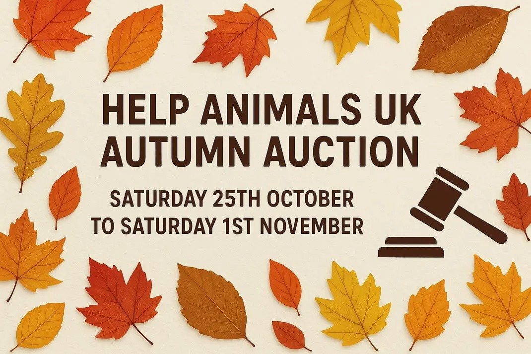 Nesquik1962's tweet image. #HelpAnimalsUK are doing there #AutumnAuction on facebook. Please go check it out &amp;amp; bid on the lots, some are dedicated to a #rescue others you can choose from a list. Home made items, food stuffs, trips, open days for #pets &amp;amp; #Wildlife. 🐶🐱🐭🐹🐰🐮🐿️🦡facebook.com/share/p/1A9tWW…