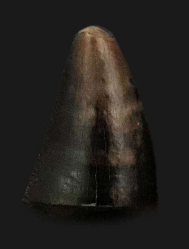 化石・鉱物・隕石販売の化石セブン (@kaseki7) / Posts / X