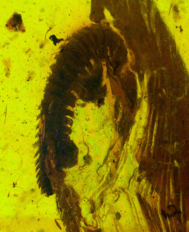 国産化石 ２５０４１５－２ 国産化石 250415－2 Yahoo!オークション - アンモナイト