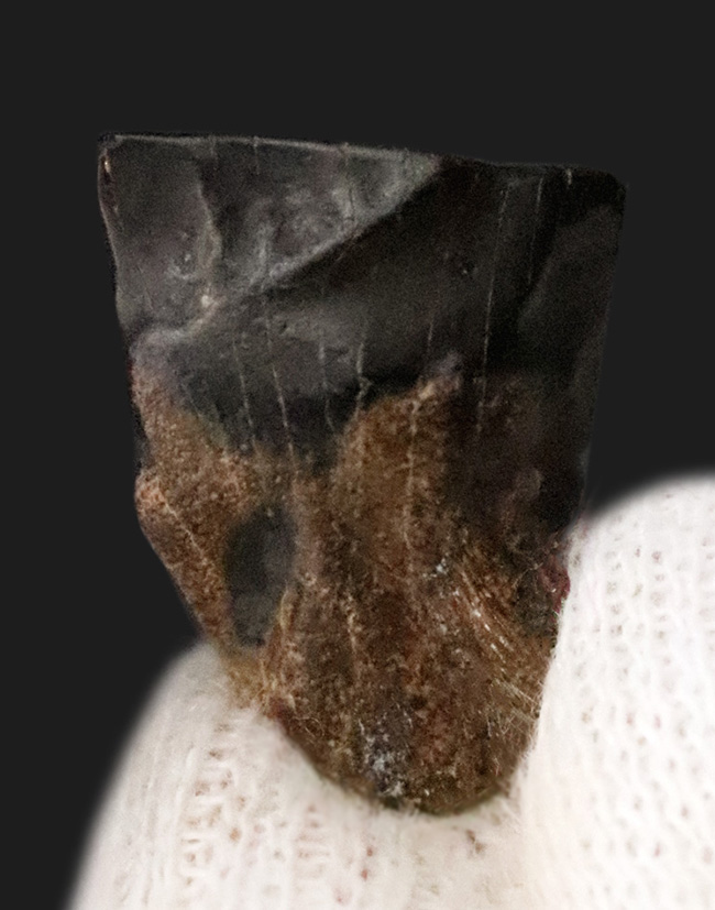 化石・鉱物・隕石販売の化石セブン (@kaseki7) / Posts / X