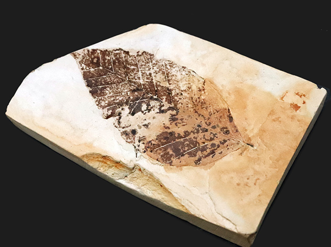 化石・鉱物・隕石販売の化石セブン on X