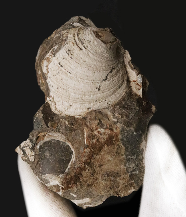 化石・鉱物・隕石販売の化石セブン (@kaseki7) / Posts / X